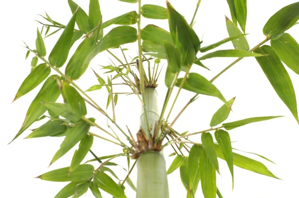 Bamboo — Stock Photo, Image