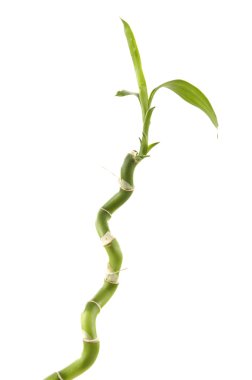 Bambu kaynaklanıyor