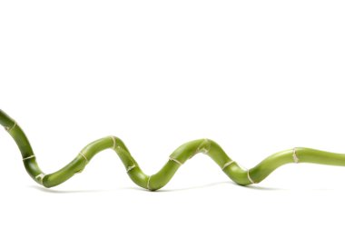 şanslı bambu kaynaklanıyor