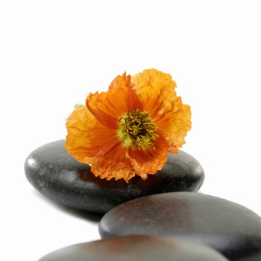 Zen natürmort