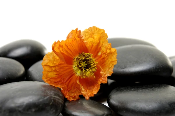 Poppy flower on pebbles — Stock Photo, Image