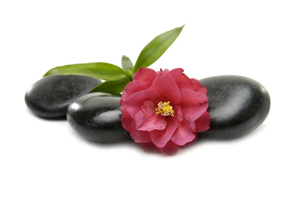 Camellia and stones — Stock Photo, Image