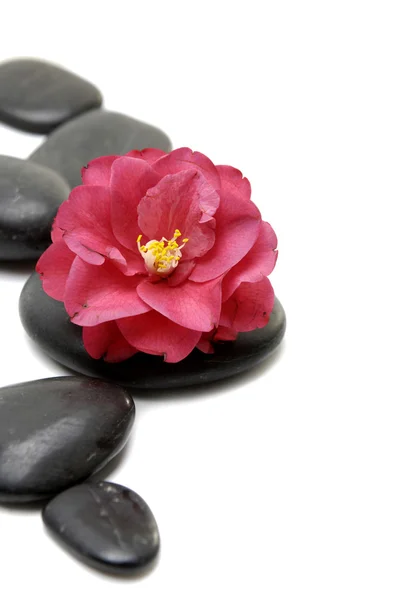 Camellia and stones — Stock Photo, Image
