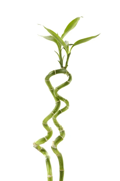 Green Lucky bamboo stems with leaves — Stock Photo, Image