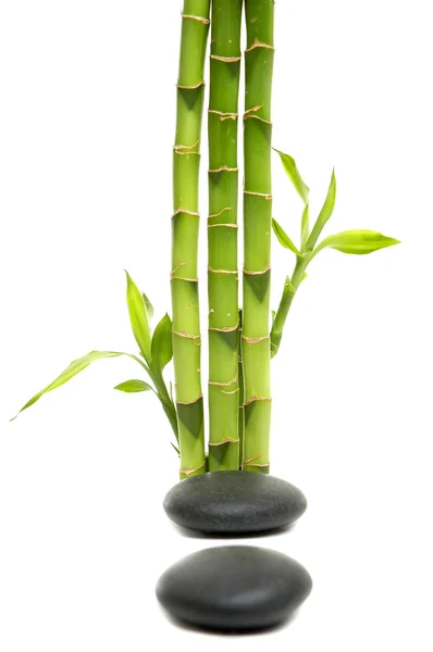 Ung grön bambu blad — Stockfoto