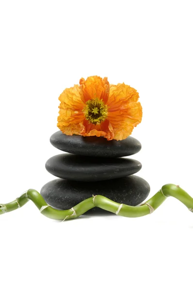 Fleur de pavot sur cailloux Image En Vente