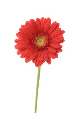 kırmızı gerbera