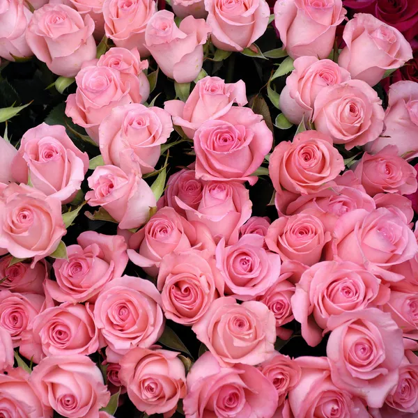 Róże tło — Zdjęcie stockowe