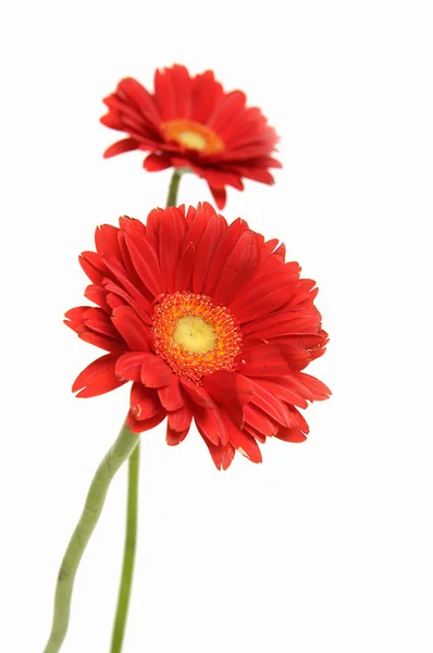 Piros gerbera — Stock Fotó