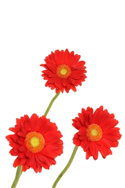 Piros gerbera — Stock Fotó