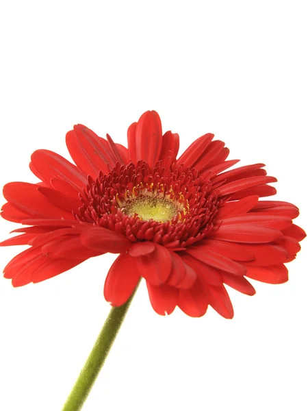 Piros gerbera — Stock Fotó