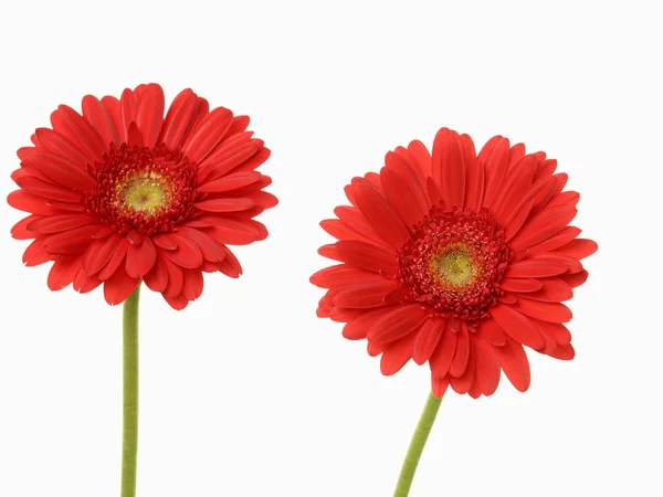 Piros gerbera — Stock Fotó