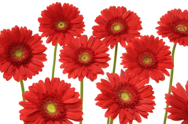 Gerbera czerwony — Zdjęcie stockowe