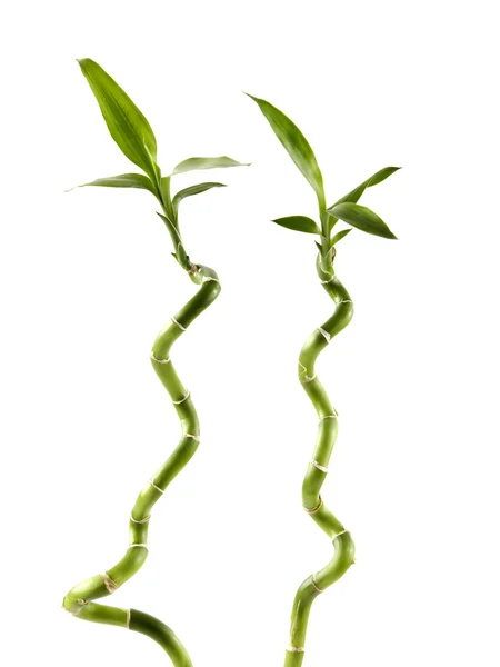 Two lucky bamboo — Stock Photo, Image