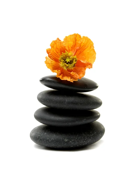 Flower and stones — Stock Photo, Image