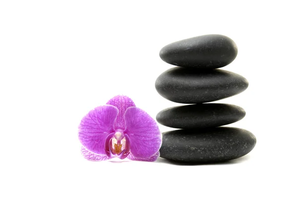 Orchid and stones — Stock Photo, Image