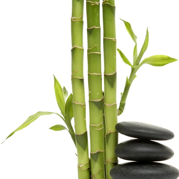 Lucky bamboo — Stock Photo, Image