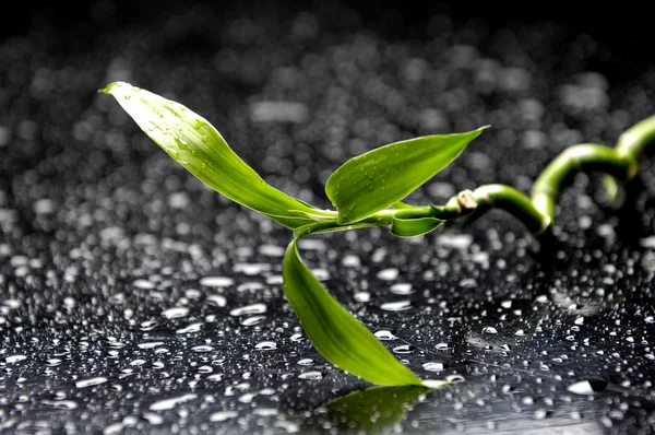 Lucky bamboo — Stock Photo, Image