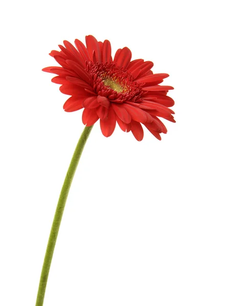 Flower — Stock Photo, Image