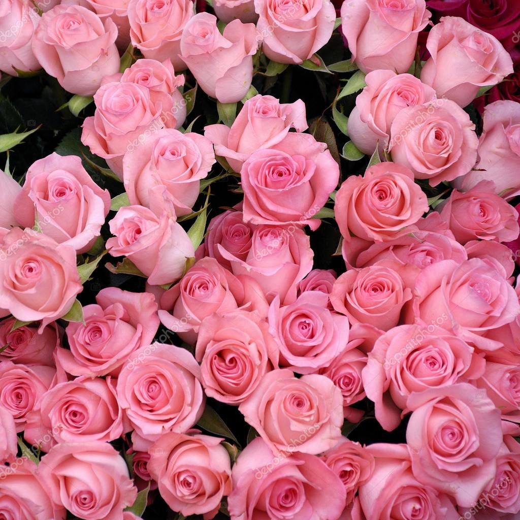 Fondo de rosas: fotografía de stock © skywing #18820805 | Depositphotos