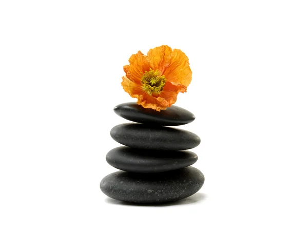 Flower onn stones — Stock Photo, Image