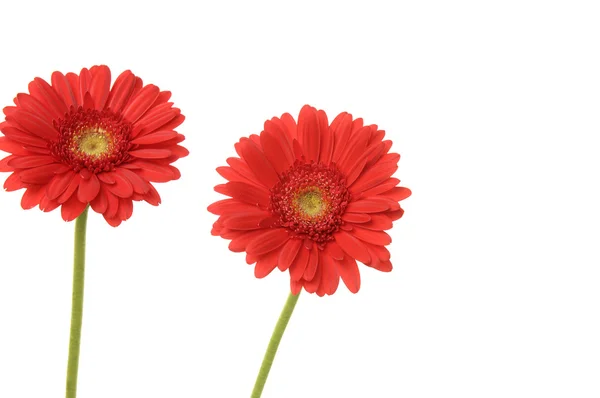 Rode gerbera — Stockfoto