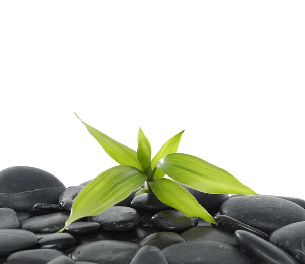 Stones and bamboo — Stock Photo, Image