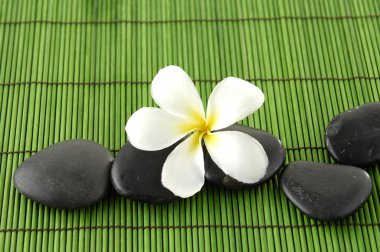 Frangipani çiçek ve taşlar