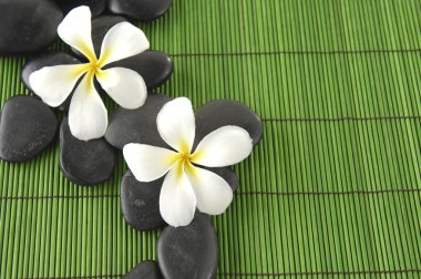 Frangipani çiçek yeşil mat