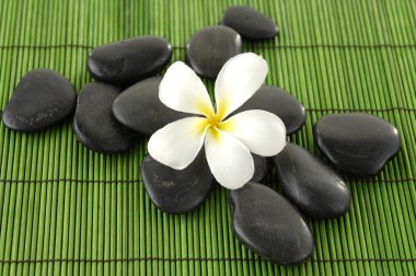 Frangipani ve zen stone