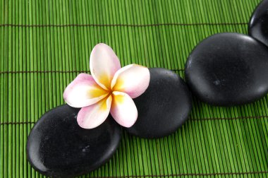 güzel frangipani ve zen taşlar