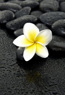 siyah taş Frangipani çiçek