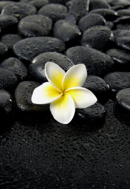 siyah Frangipani satıyor