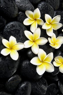 ıslak siyah Frangipani satıyor