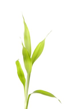 Yeşil Bambu sprou
