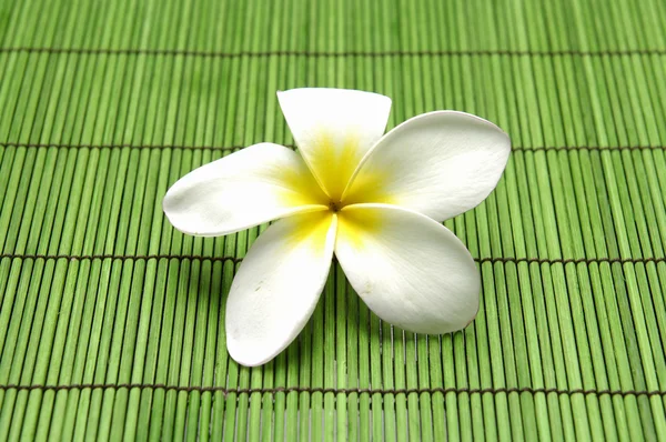 Beautiful frangipani flower — Stock Photo, Image