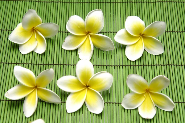 Set van frangipani bloem — Stockfoto