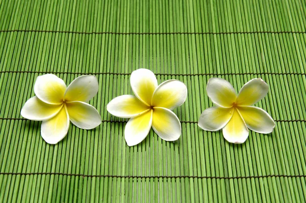 Set of frangipani flower — Stock Photo, Image