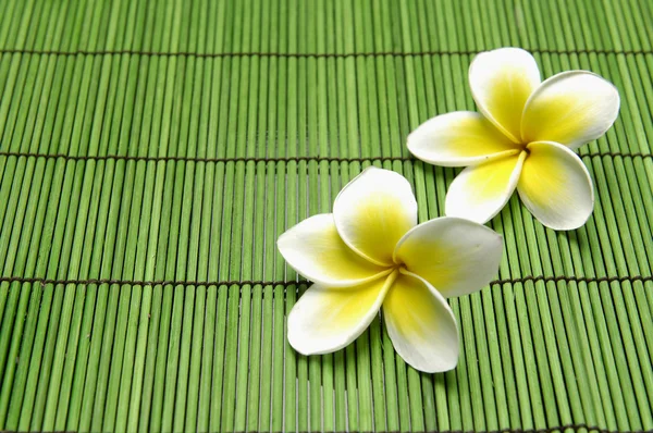 Conjunto de flor de frangipani — Foto de Stock