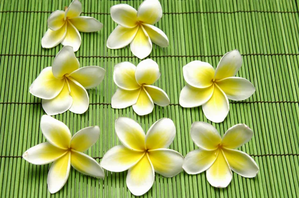 Frangipani flower set on mat — Stock Photo, Image
