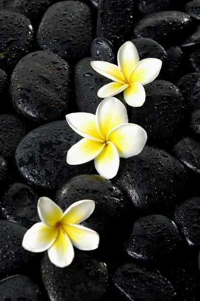 Frangipani flower on spa stones — Stock Photo, Image