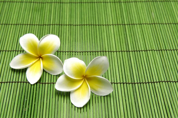 Flor de frangipani no tapete verde — Fotografia de Stock