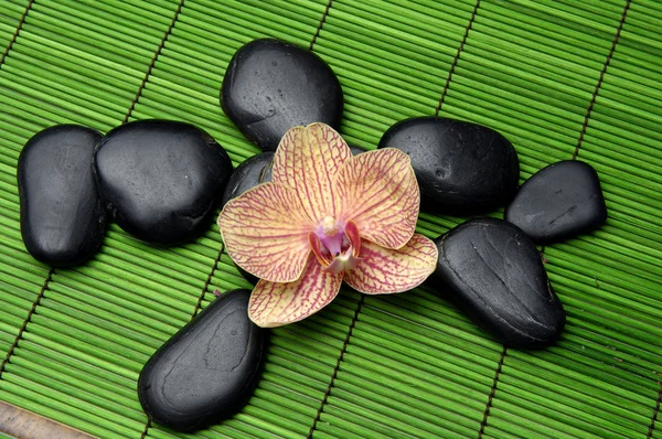 Орхидея и дзен — стоковое фото