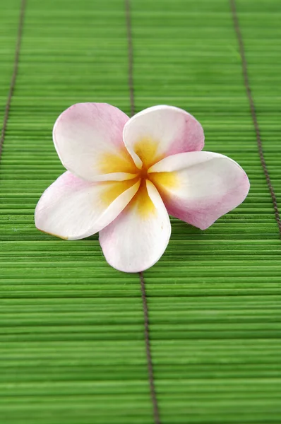 Frangipani flower — Stock Photo, Image