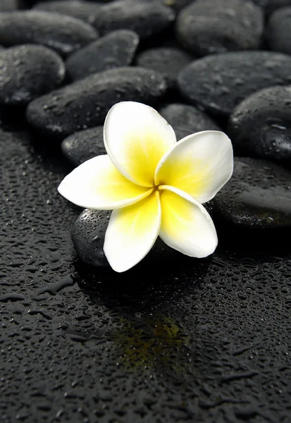 Frangipani flower on black pebbles — Stock Photo, Image