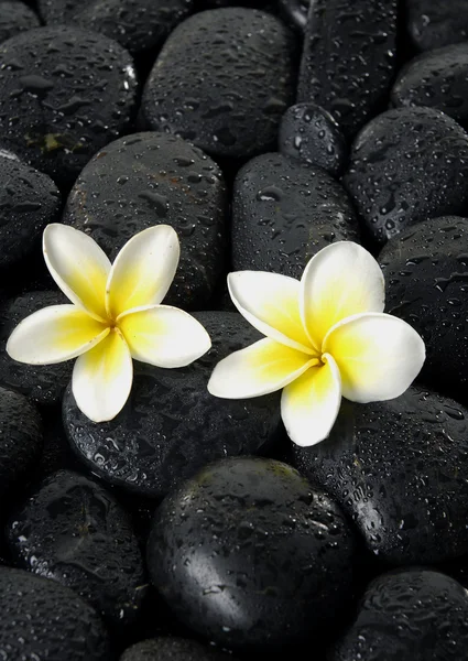 Frangipani flower on black pebbles — Stock Photo, Image