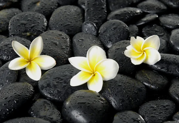 Flor de frangipani em seixos pretos — Fotografia de Stock