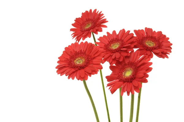 Gerbera flowers — Stock Photo, Image