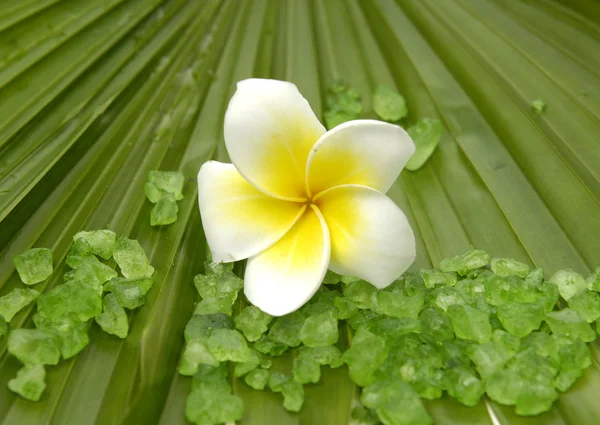 Plumeria och palm leaf textur — Stockfoto