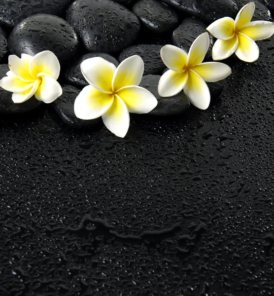Frangipani sur colliers noirs — Photo